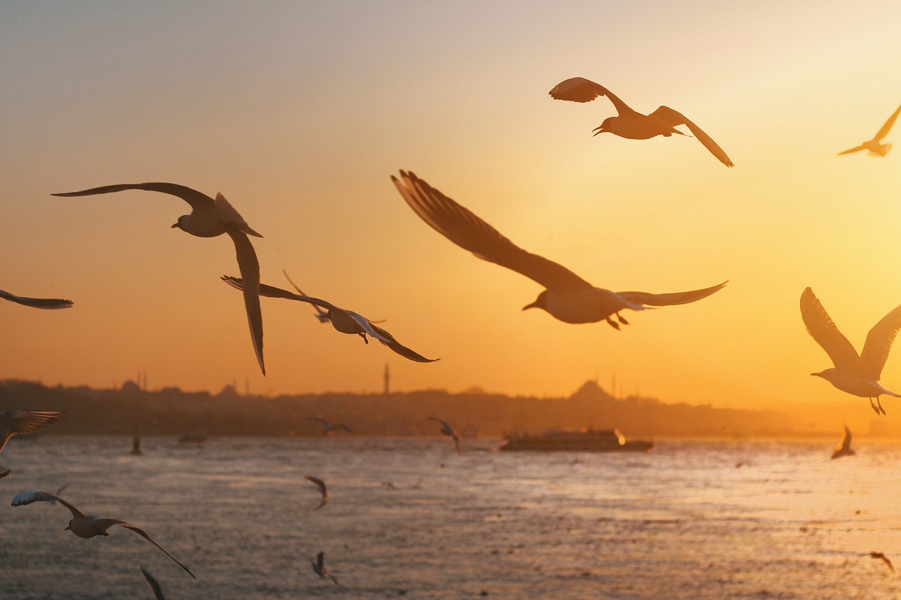 Istanbul Shuttle Here | Affordable, Reliable and Professional Airport Transfer