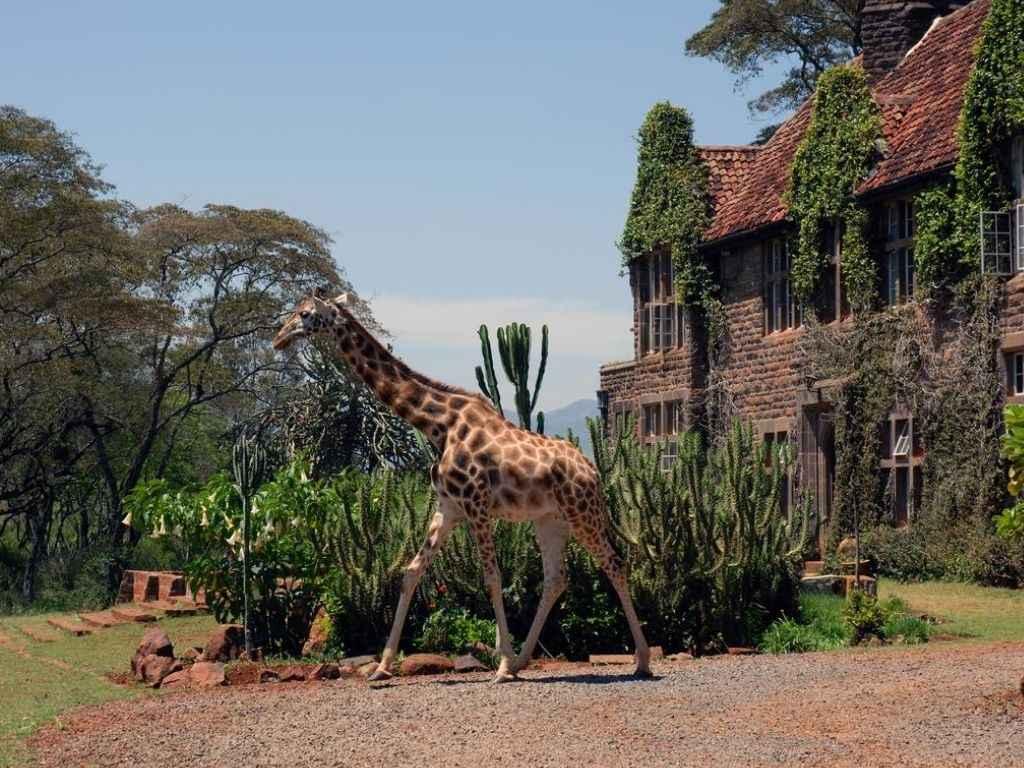 Giraffe Manor